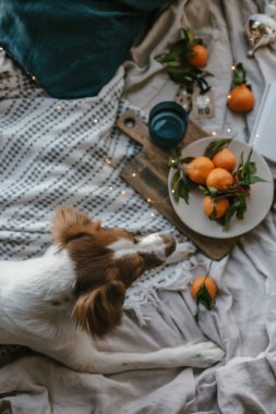 Beyaz kahverengi köpek mandalinalarla yatakta yatıyor. Kış tatili Brittany cinsi. Sıcak kış titreşimleri. Noel zamanı şenlikli bir kış. Turuncu mavi renkler. Brittany spanyel köpeği. Yavru köpek. Yeni Yıl