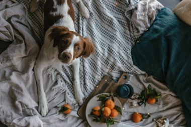 Beyaz kahverengi köpek mandalinalarla yatakta yatıyor. Kış tatili Brittany cinsi. Sıcak kış titreşimleri. Noel zamanı şenlikli bir kış. Turuncu mavi renkler. Brittany spanyel köpeği. Yavru köpek. Yeni Yıl