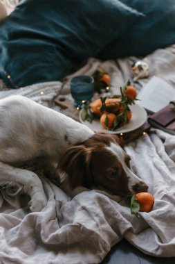 Beyaz kahverengi köpek mandalinalarla yatakta yatıyor. Kış tatili Brittany cinsi. Sıcak kış titreşimleri. Noel zamanı şenlikli bir kış. Turuncu mavi renkler. Brittany spanyel köpeği. Yavru köpek. Yeni Yıl