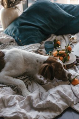 Beyaz kahverengi köpek mandalinalarla yatakta yatıyor. Kış tatili Brittany cinsi. Sıcak kış titreşimleri. Noel zamanı şenlikli bir kış. Turuncu mavi renkler. Brittany spanyel köpeği. Yavru köpek. Yeni Yıl