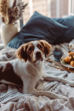 Beyaz kahverengi köpek mandalinalarla yatakta yatıyor. Kış tatili Brittany cinsi. Sıcak kış titreşimleri. Noel zamanı şenlikli bir kış. Turuncu mavi renkler. Brittany spanyel köpeği. Yavru köpek. Yeni Yıl
