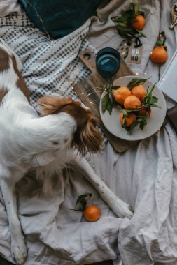 Beyaz kahverengi köpek mandalinalarla yatakta yatıyor. Kış tatili Brittany cinsi. Sıcak kış titreşimleri. Noel zamanı şenlikli bir kış. Turuncu mavi renkler. Brittany spanyel köpeği. Yavru köpek. Yeni Yıl