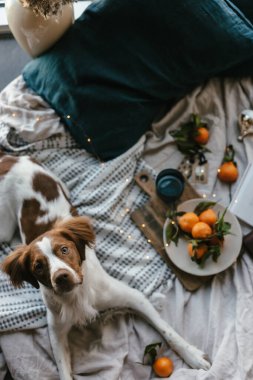Beyaz kahverengi köpek mandalinalarla yatakta yatıyor. Kış tatili Brittany cinsi. Sıcak kış titreşimleri. Noel zamanı şenlikli bir kış. Turuncu mavi renkler. Brittany spanyel köpeği. Yavru köpek. Yeni Yıl