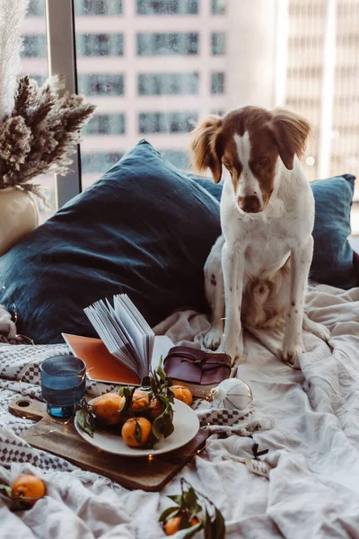 Beyaz kahverengi köpek mandalinalarla yatakta oturuyor. Kış tatili Brittany cinsi. Sıcak kış titreşimleri. Noel zamanı şenlikli bir kış. Turuncu mavi renkler. Brittany spanyel köpeği. Yavru köpek. Yeni Yıl