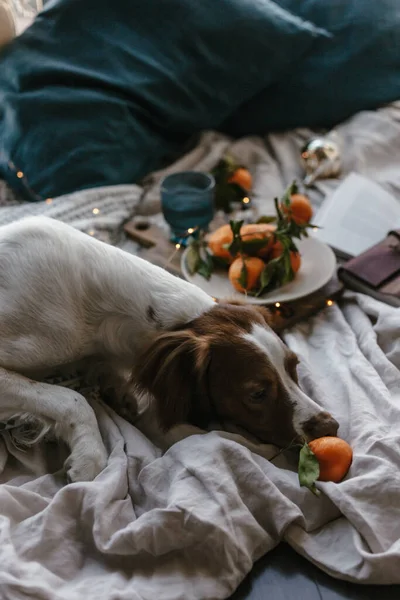 Witte Bruine Hond Ligt Bed Met Mandarijnen Wintervakantie Bretagne Ras — Stockfoto
