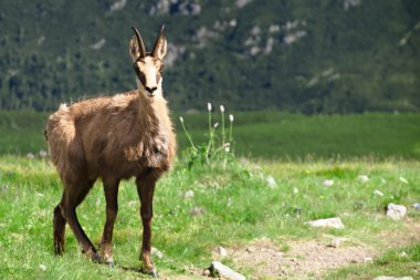 Chamois