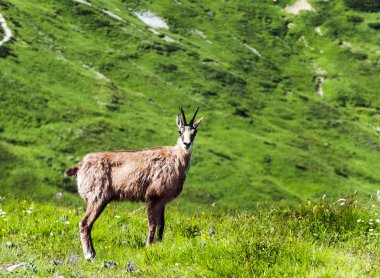 Chamois