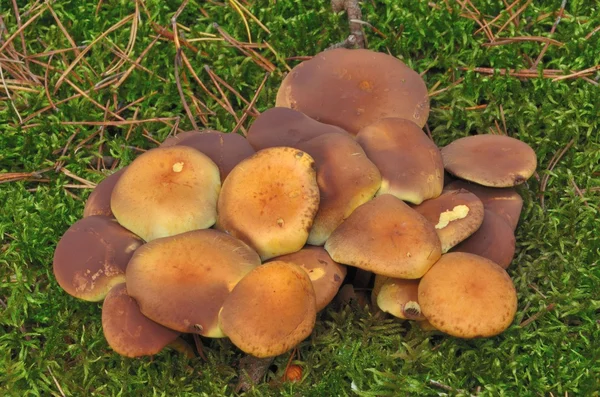 苔藓上的蘑菇 图库图片