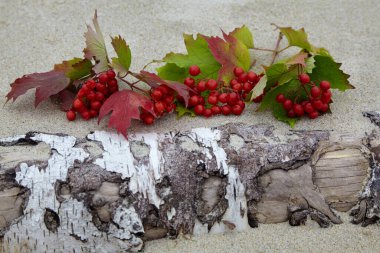 Bir sürü viburnum ve kum üzerinde bir huş ağacı gövdesi Sonbahar kompozisyonu