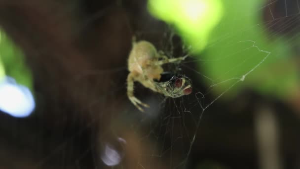 Araña Con Una Cruz Espalda Sostiene Una Mosca Macro Web — Vídeo de stock