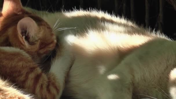 Δύο Μικρά Κοκκινότριχα Γατάκια Ρουφάνε Γάλα Από Τις Γάτες Τους — Αρχείο Βίντεο