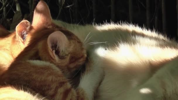 Doi Pui Mici Ghimbir Sug Lapte Pisicile Lor Mamă Aproape — Videoclip de stoc