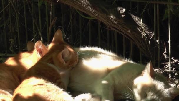 Дві Маленькі Кошенята Імбиру Відсмоктують Молоко Від Своїх Маминих Котів — стокове відео