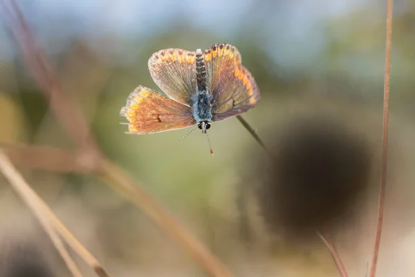  Küçük, güzel, kahverengi bir kelebek ormandaki bir makronun arka planında baş aşağı duruyor..