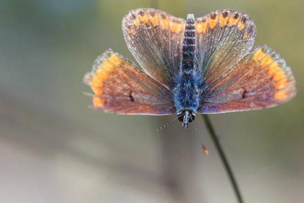 Маленькая Красивая Коричневая Бабочка Голова Вниз Макрос — стоковое фото