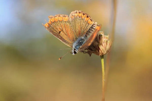 美丽的褐色小蝴蝶的头垂下来 在美丽的背景上的茎上有展开的翅膀 — 图库照片