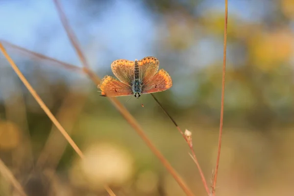 美丽背景上美丽的褐色小蝴蝶 — 图库照片