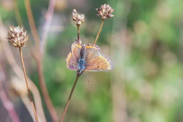 美丽的绿色背景上的美丽的褐色小蝴蝶 — 图库照片