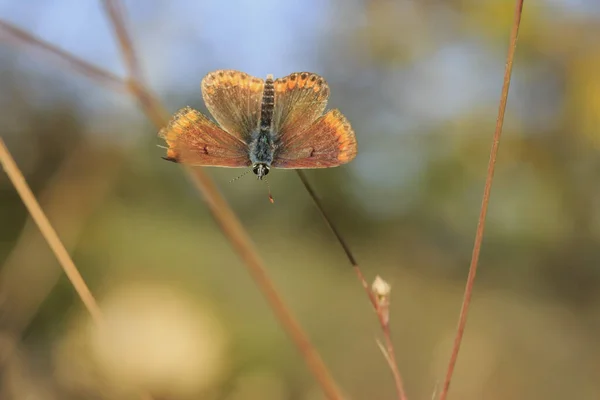 Kleiner Schöner Brauner Schmetterling Auf Dem Hintergrund Der Wiese — Stockfoto