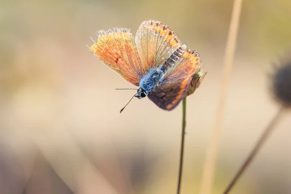 Kleiner Brauner Schmetterlingskopf Mit Ausgebreiteten Flügeln Einem Stiel — Stockfoto