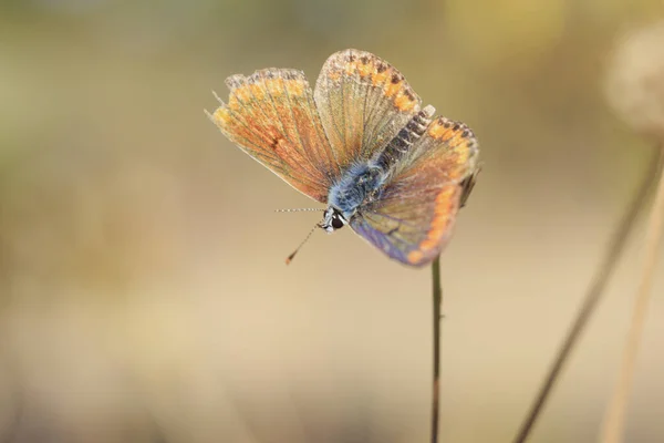 小褐色蝴蝶头 有展开的翅膀 — 图库照片