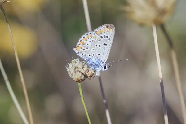 Petit Papillon Brun Avec Ailes Déployées Sur Une Vue Latérale — Photo