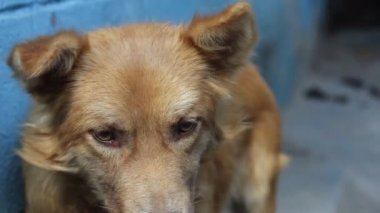 Kahverengi köpek zincirle bağlanmış yukarı zıplıyor