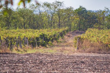  Terk edilmiş sonbahar üzüm bağının manzarası.