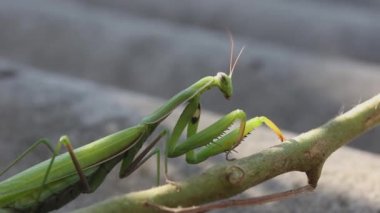  Donmuş bir vaziyette peygamber devesi portresi