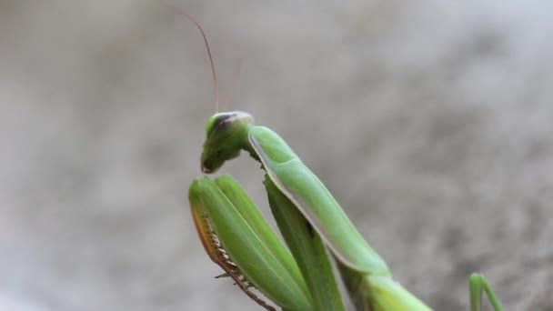 Mantis Religiosa Verde Cerca Luchando Contra Una Rama — Vídeos de Stock
