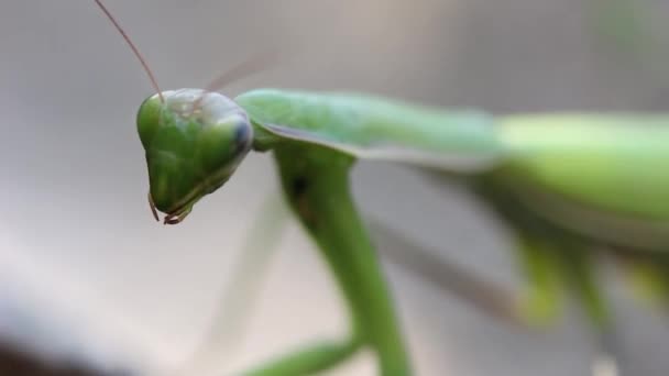 Vert Mantis Close Dans Vent — Video
