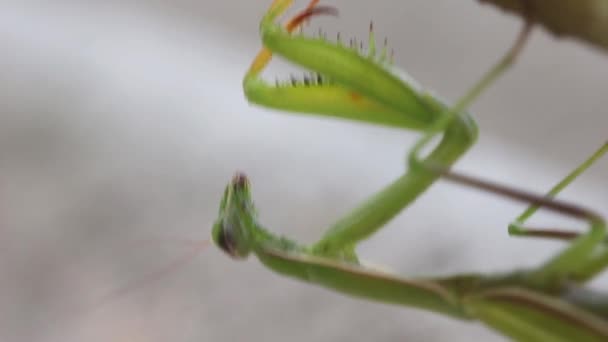 Verde Mantide Religiosa Primo Piano Testa Giù Nel Vento Vista — Video Stock