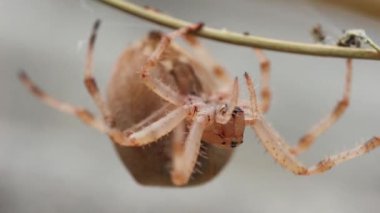 Hamile dişi örümceğin kafası bir dala asılı.