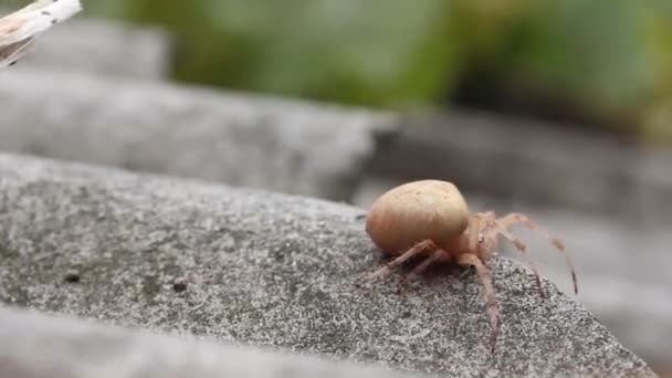 Pregnant Female Spider Moves Slate — Stock Video