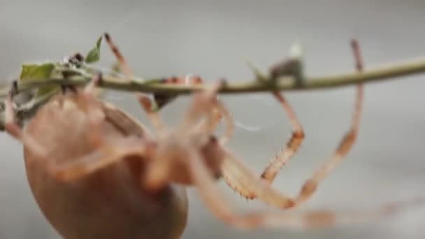 Ragno Femmina Incinta Muove Testa Verso Basso Una Macro Ramo — Video Stock