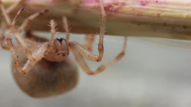 Uma Aranha Fêmea Grávida Move Cabeça Para Baixo Ramo Close — Vídeo de Stock