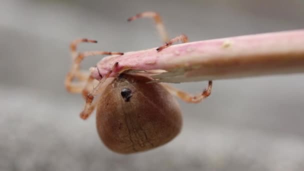 Pregnant Female Spider Moves Head Branch — Stock Video