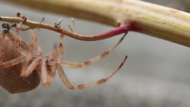 Aranha Fêmea Grávida Pendurada Cabeça Para Baixo Ramo Close — Vídeo de Stock