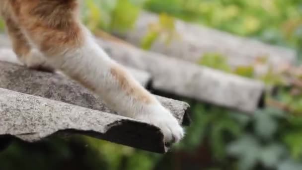 Anak Kucing Lucu Mengetuk Bawah Seekor Laba Laba Dengan Kakinya — Stok Video