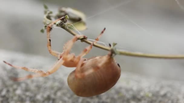 Fêmea Grávida Cabeça Aranha Para Baixo Pendurado Girando Ramo Close — Vídeo de Stock
