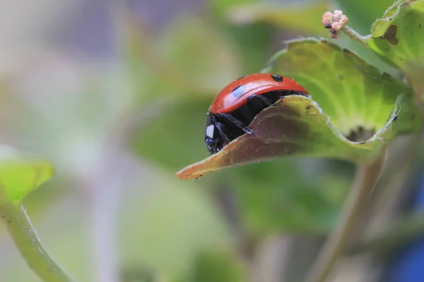 Ladybug Зеленом Листе Вид Сбоку Размытом Фоне — стоковое фото