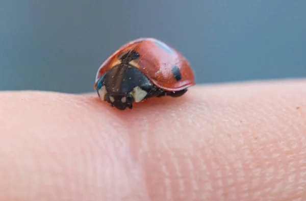 Ladybug Degetul Fata Vedere Macro — Fotografie, imagine de stoc