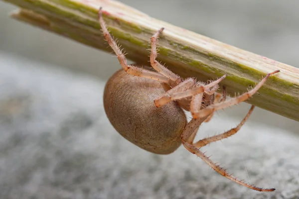 Egy Terhes Nőstény Pók Mozog Egy Ágon Lefelé Közelkép — Stock Fotó