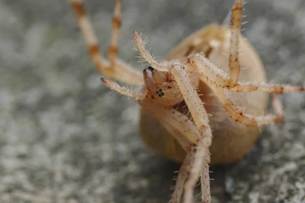 Eine Trächtige Weibliche Spinne Liegt Kopfüber Auf Ihrem Rücken — Stockfoto