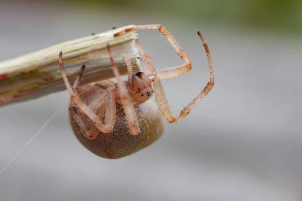 Retrato Uma Fêmea Grávida Cabeça Aranha Para Baixo Fundo Cinza — Fotografia de Stock