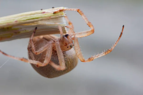 Retrato Uma Fêmea Grávida Aranha Cabeça Para Baixo Macro — Fotografia de Stock