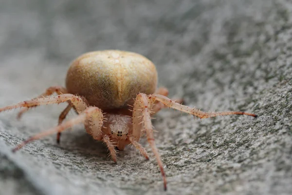 Pregnant Female Spider Slate Close — Stock Photo, Image