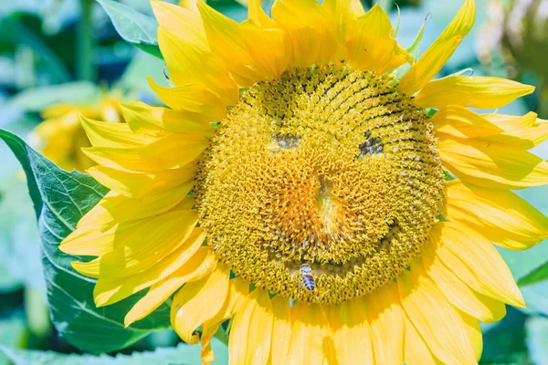 Zonnebloem Met Menselijke Gelaatstrekken Met Een Bij Een Glimlach Close — Stockfoto