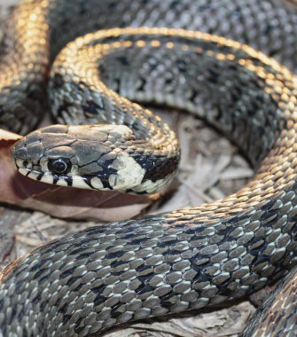 Yavru yılan (natrix tessellata) sarı sonbahar çim üst görünüm makrosu üzerinde yatar.
