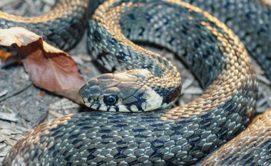 Yavru yılan (natrix tessellata) sarı çimen üzerinde uzanır.